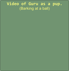 Video of Guru as a pup. (Barking at a ball)