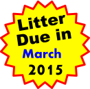 Litter Due in   March 2015