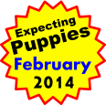 Expecting Puppies February 2014
