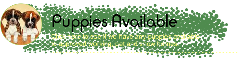 Puppies Available - - - - - - - - - - - - - - - - - - - - - - - - - - - - - - - - - - - - - - - - - - - - - - - - - - - - - - - Click here to see if we have any puppies available  to approved working, pet and show homes.