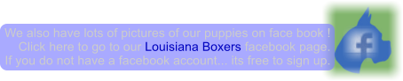 We also have lots of pictures of our puppies on face book ! Click here to go to our Louisiana Boxers facebook page. If you do not have a facebook account... its free to sign up.