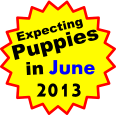 Expecting Puppies in June 2013