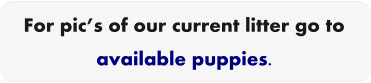 For pic’s of our current litter go to  available puppies.