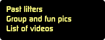 Past litters Group and fun pics List of videos