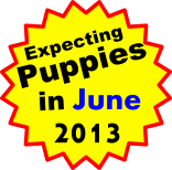 Expecting Puppies in June 2013