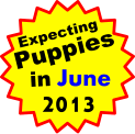 Expecting Puppies in June 2013
