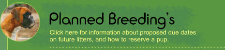 Planned Breeding’s - - - - - - - - - - - - - - - - - - - - - - - - - - - - - - - - - - - - - - - - - - - - - - - - - - - - - - - Click here for information about proposed due dates on future litters, and how to reserve a pup.
