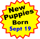 New Puppies Born Sept 19