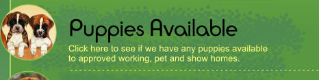 Puppies Available - - - - - - - - - - - - - - - - - - - - - - - - - - - - - - - - - - - - - - - - - - - - - - - - - - - - - - - Click here to see if we have any puppies available  to approved working, pet and show homes.