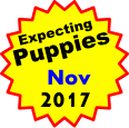 Expecting Puppies      Nov 2017