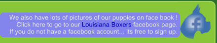 We also have lots of pictures of our puppies on face book ! Click here to go to our Louisiana Boxers facebook page. If you do not have a facebook account... its free to sign up.