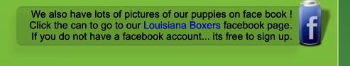 We also have lots of pictures of our puppies on face book ! Click the can to go to our Louisiana Boxers facebook page. If you do not have a facebook account... its free to sign up. We also have lots of pictures of our puppies on face book ! Click the can to go to our Louisiana Boxers facebook page. If you do not have a facebook account... its free to sign up.