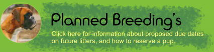 Planned Breeding’s Click here for information about proposed due dates on future litters, and how to reserve a pup.