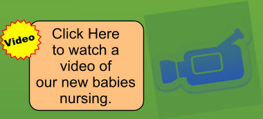 Click Here to watch a  video of our new babies  nursing. Video