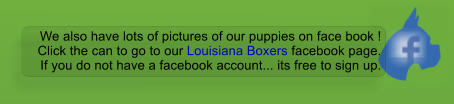 We also have lots of pictures of our puppies on face book ! Click the can to go to our Louisiana Boxers facebook page. If you do not have a facebook account... its free to sign up.