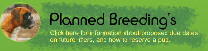 Planned Breeding’s Click here for information about proposed due dates on future litters, and how to reserve a pup.