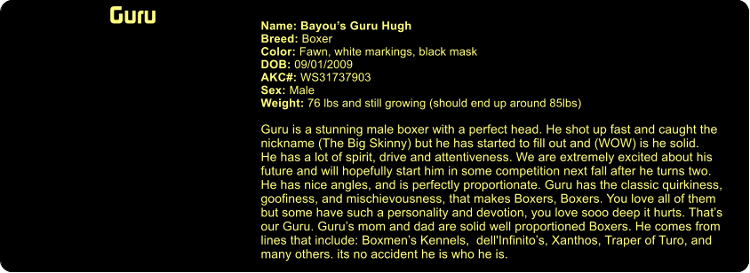 Guru  Name: Bayou’s Guru Hugh   Breed: Boxer Color: Fawn, white markings, black mask DOB: 09/01/2009 AKC#: WS31737903 Sex: Male Weight: 76 lbs and still growing (should end up around 85lbs)  Guru is a stunning male boxer with a perfect head. He shot up fast and caught the nickname (The Big Skinny) but he has started to fill out and (WOW) is he solid.  He has a lot of spirit, drive and attentiveness. We are extremely excited about his  future and will hopefully start him in some competition next fall after he turns two. He has nice angles, and is perfectly proportionate. Guru has the classic quirkiness, goofiness, and mischievousness, that makes Boxers, Boxers. You love all of them  but some have such a personality and devotion, you love sooo deep it hurts. That’s our Guru. Guru’s mom and dad are solid well proportioned Boxers. He comes from lines that include: Boxmen’s Kennels,  dell'Infinito’s, Xanthos, Traper of Turo, and  many others. its no accident he is who he is.